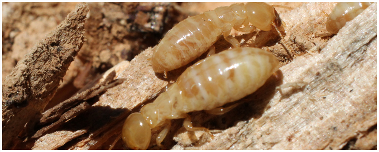Termite Control Phoenix Arizona