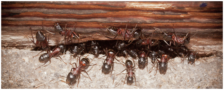 Ant Control Phoenix AZ