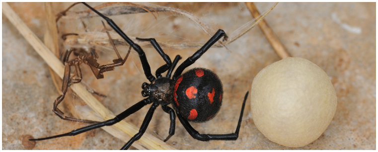 Black Widow Spider Control