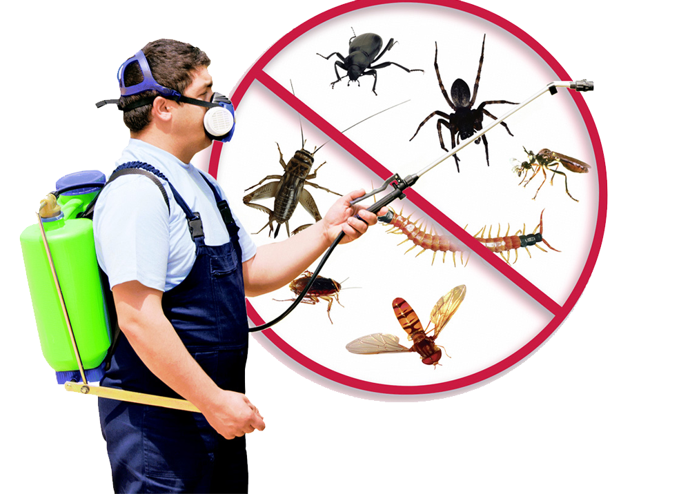 Top Class Pest Exterminators Bed Bugs Extermination Los Angeles