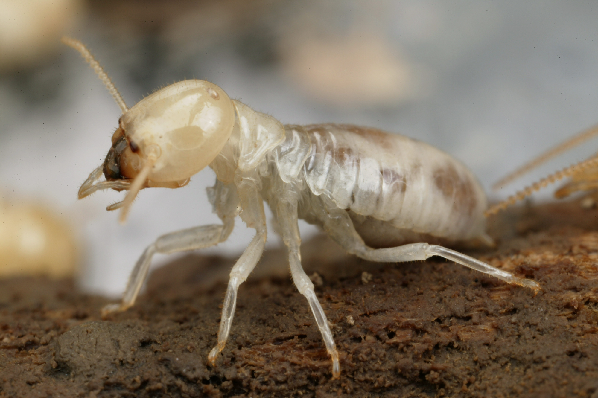 Termite Control Phoenix