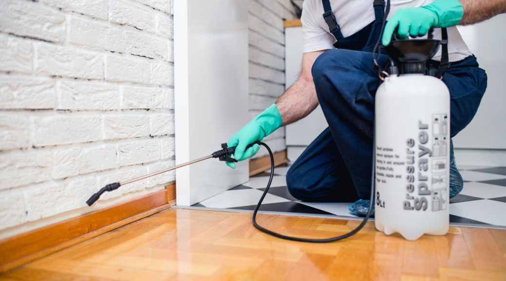 How to Get Rid of Termites: 7 Helpful Tips to Remember