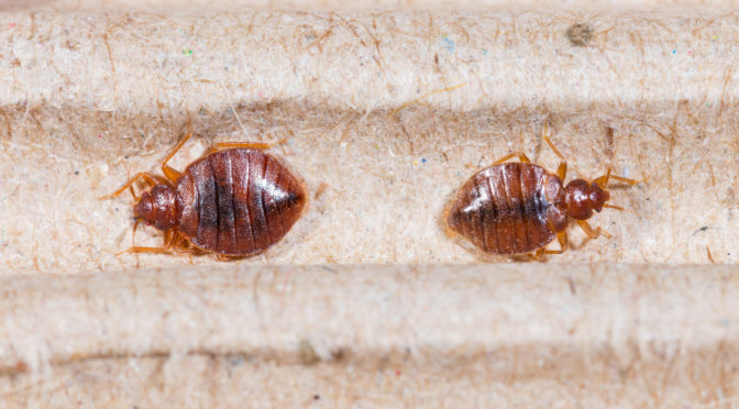 What to Expect from a Bed Bug Removal Service in Mesa AZ