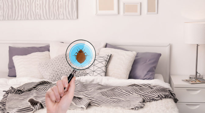 5 Reasons Commercial Properties Need a Bed Bug Exterminator Mesa AZ