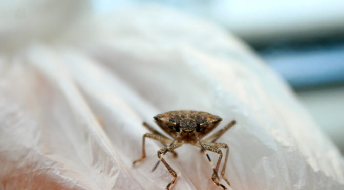 Bed Bug Exterminator Chandler AZ