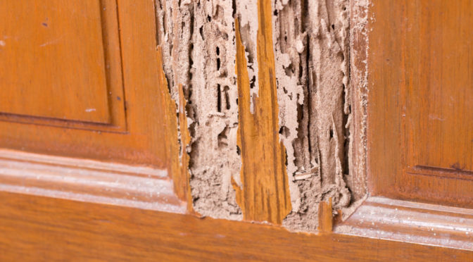 For Effective Termite Treatment, Phoenix Homeowners Need These Tips