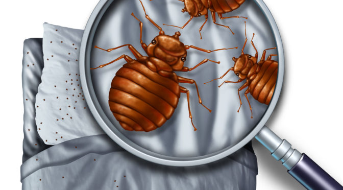 The Early Signs of Bed Bugs You Should Never Ignore