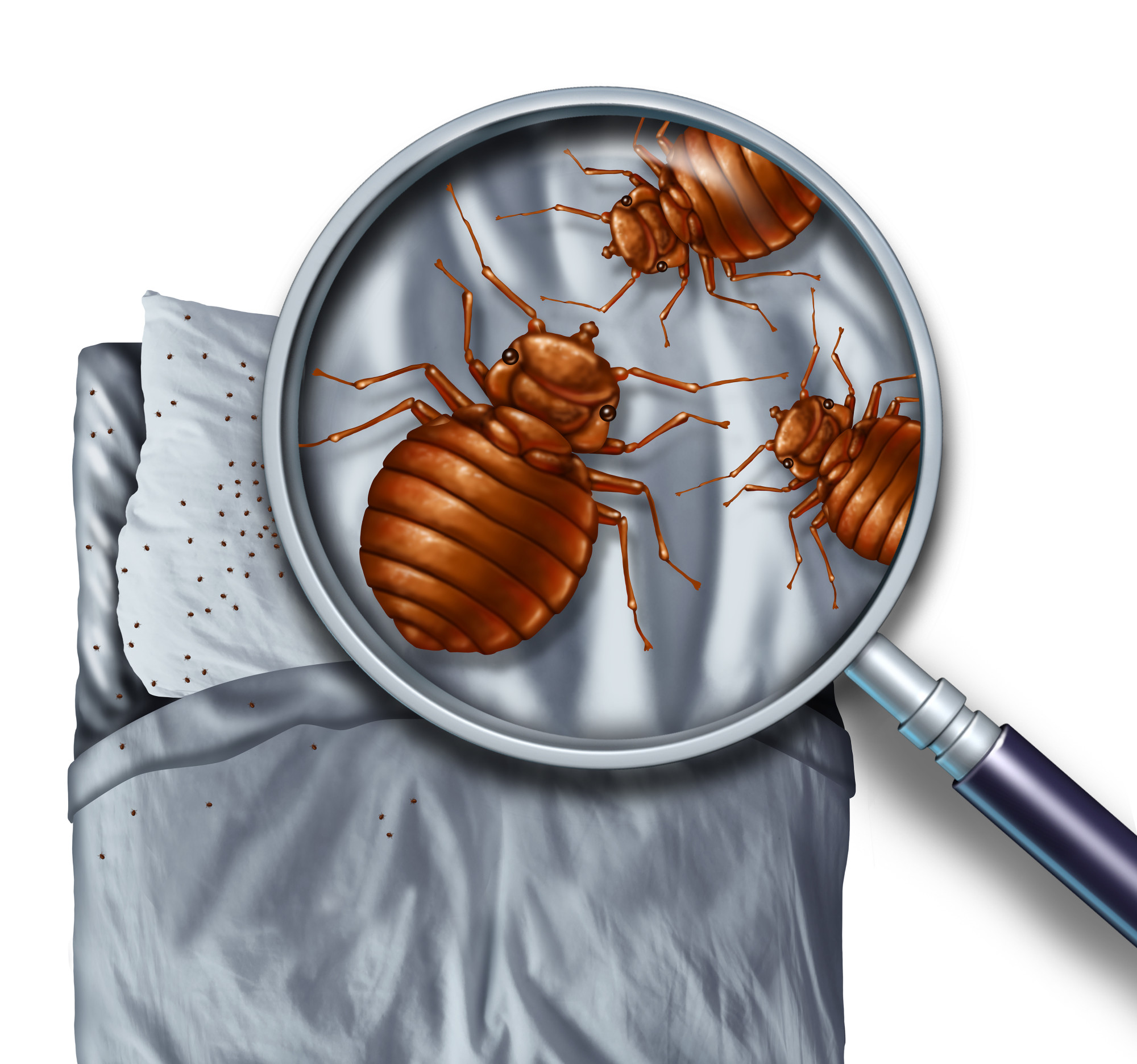 The Early Signs Of Bed Bugs You Should Never Ignore 0537