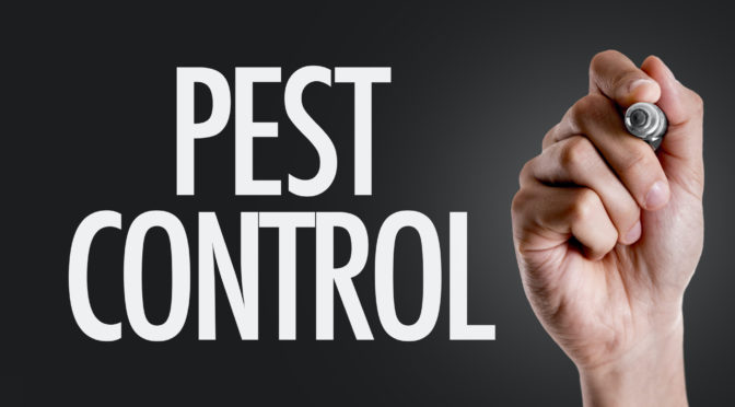 5 Warning Signs You Need to Call Pest Control in Florence AZ
