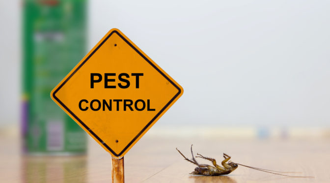 The Ultimate Guide to Termite Control in Phoenix