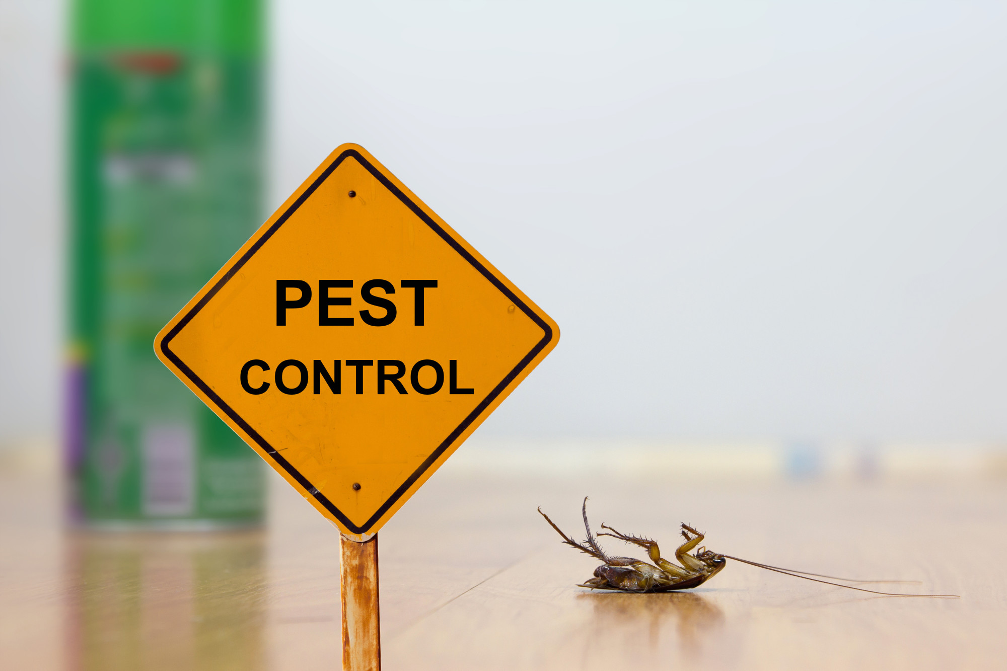 The Ultimate Guide to Termite Control in Phoenix | Watts Pest Prevention 