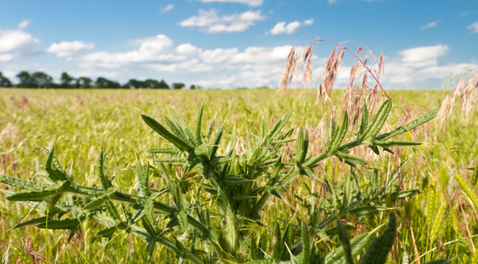The Advantages of Hiring a Weed Control Service: What You Need to Know