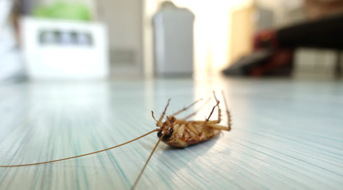 7 Signs You Need to Call Pest Control in Phoenix, AZ
