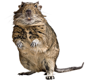 54e5acde1795cgopher 1