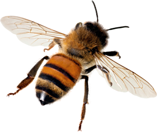 55097e17186f9bee coupon