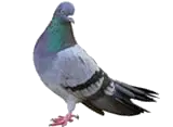pigeon
