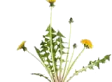 weed