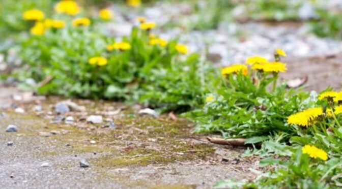 5 Tips for Effective Weed Control in Phoenix